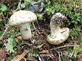 Suillus viscidus-amf312